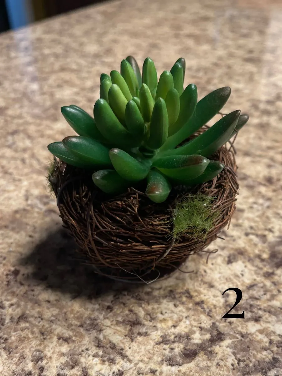 Twig Pot Succulents