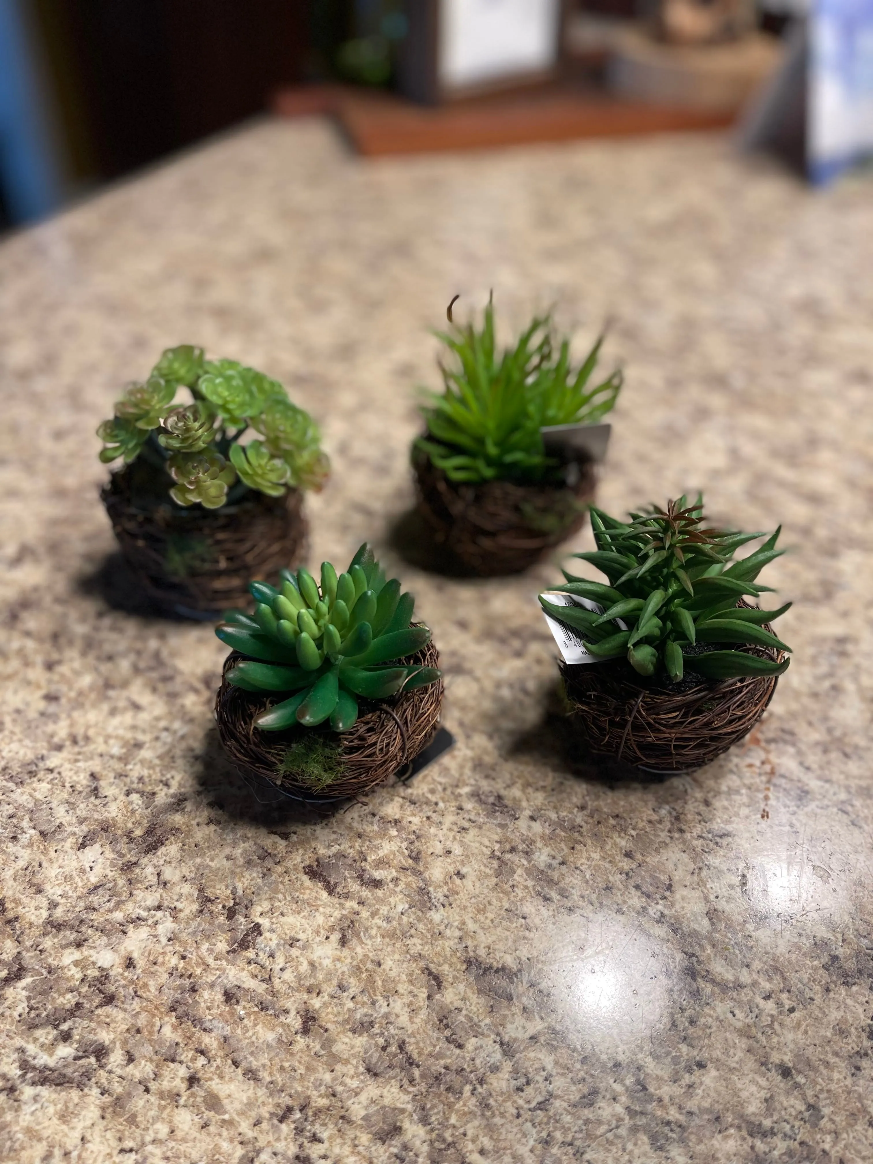 Twig Pot Succulents